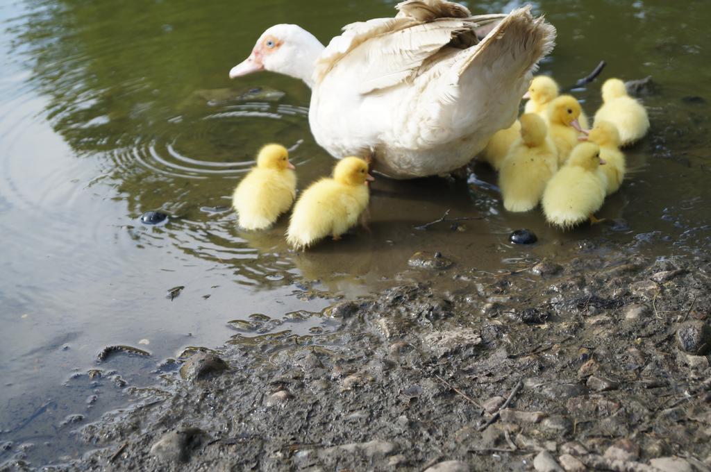 Ferienhof Seelust Gammendorf Zewnętrze zdjęcie