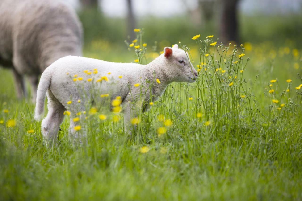 Ferienhof Seelust Gammendorf Zewnętrze zdjęcie